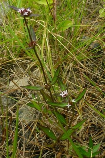 Spermacoce remota