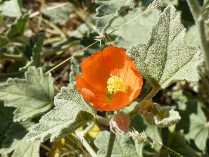 SPHAERALCEA MUNROANA (Douglas ex Lindl.) Spach ex A. Gray