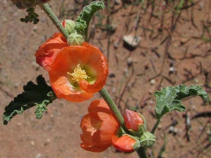 SPHAERALCEA AMBIGUA A. Gray