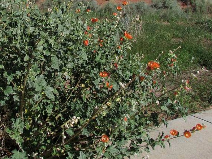 Sphaeralcea ambigua