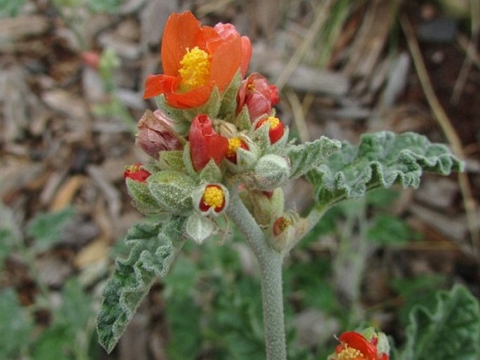 Sphaeralcea ambigua