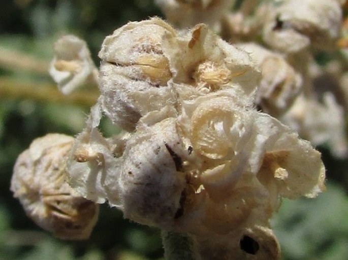 Sphaeralcea ambigua