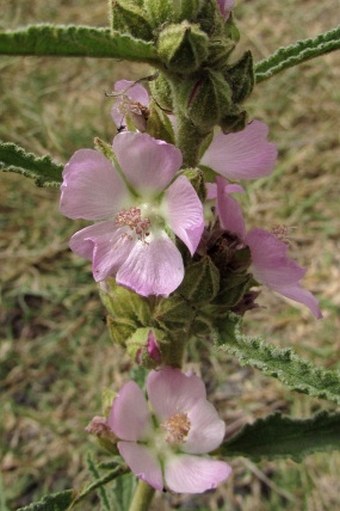 Sphaeralcea angustifolia