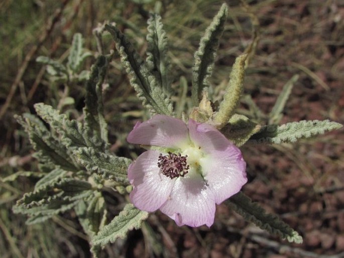 SPHAERALCEA ANGUSTIFOLIA (Cav.) G. Don