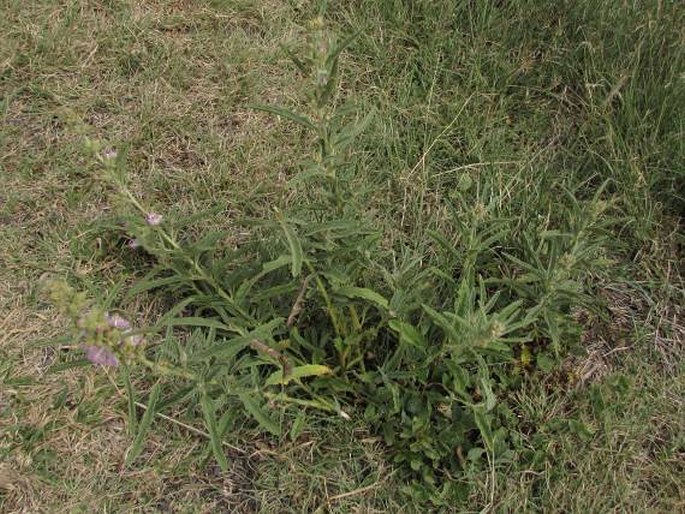 Sphaeralcea angustifolia