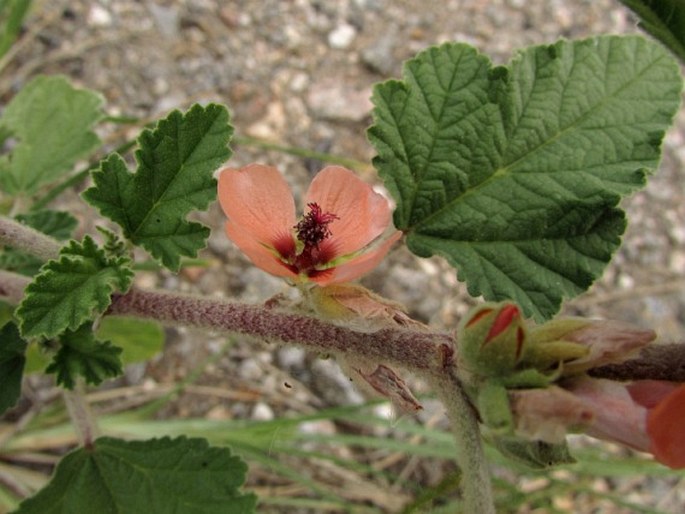 Sphaeralcea bonariensis