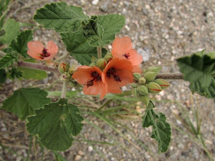 SPHAERALCEA BONARIENSIS Griseb.