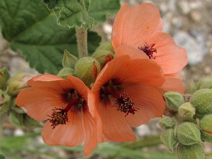 Sphaeralcea bonariensis