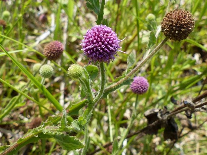 Sphaeranthus gazaensis