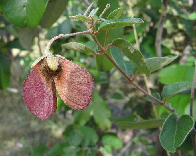 SPHEDAMNOCARPUS PRURIENS (A. Juss.) Szyszył.