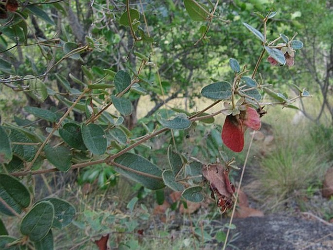 Sphedamnocarpus pruriens