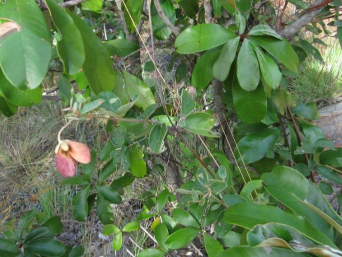 Sphedamnocarpus pruriens