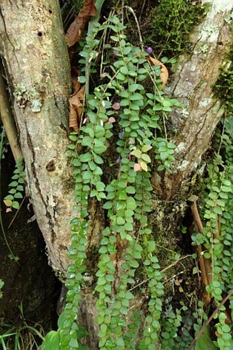 Sphyrospermum buxifolium