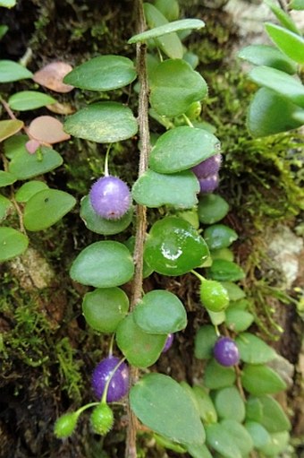 Sphyrospermum buxifolium