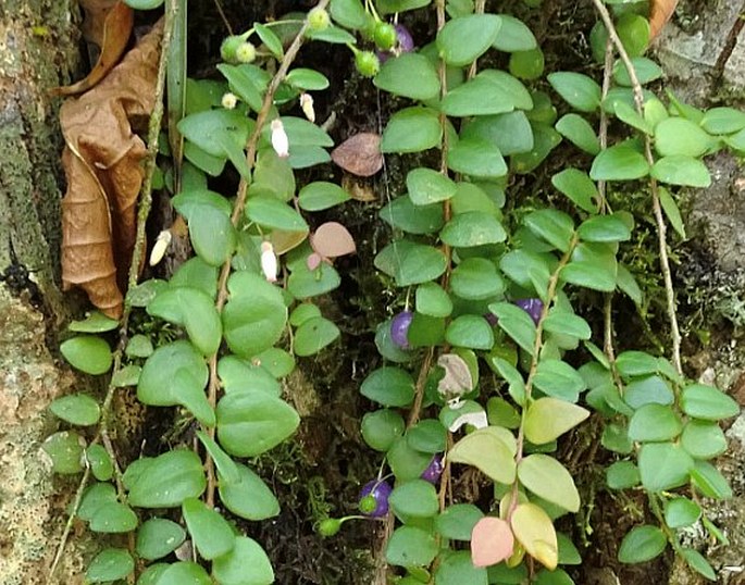 SPHYROSPERMUM BUXIFOLIUM Poepp. et Endl.