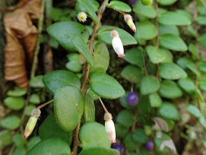 Sphyrospermum buxifolium