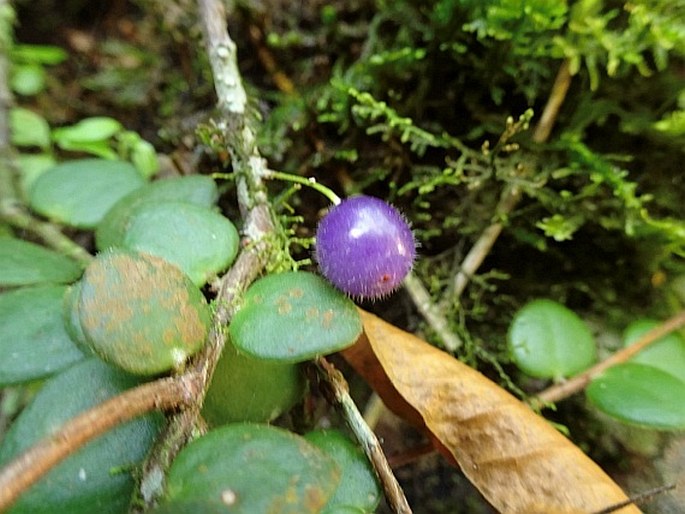 Sphyrospermum buxifolium