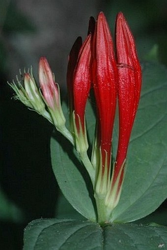 Spigelia marilandica