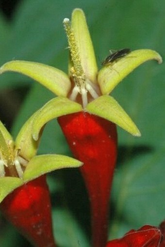 Spigelia marilandica