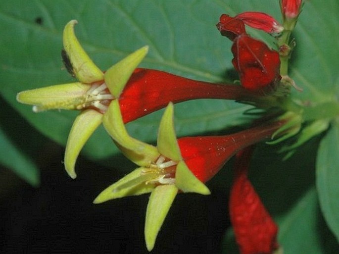 Spigelia marilandica