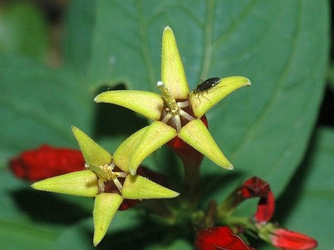 Spigelia marilandica