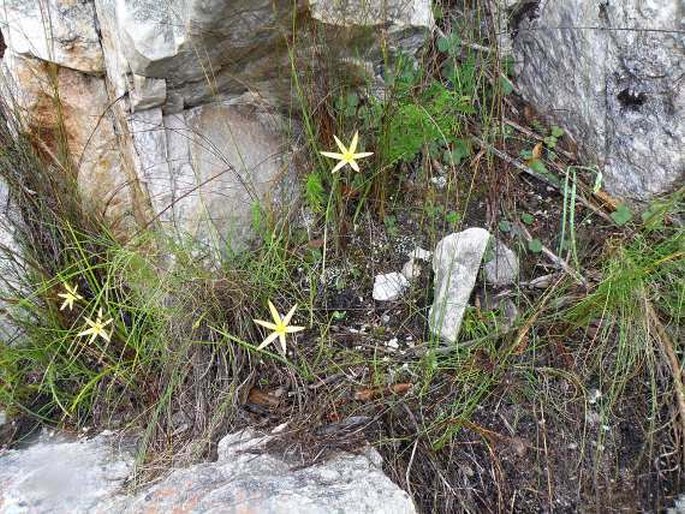 Spiloxene capensis