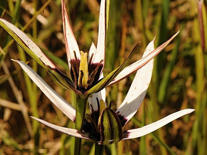 Spiloxene capensis