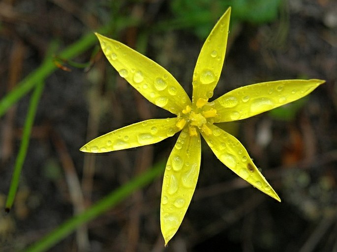 Spiloxene capensis