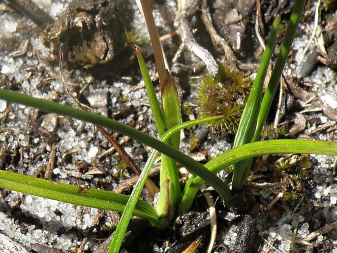 Spiloxene capensis