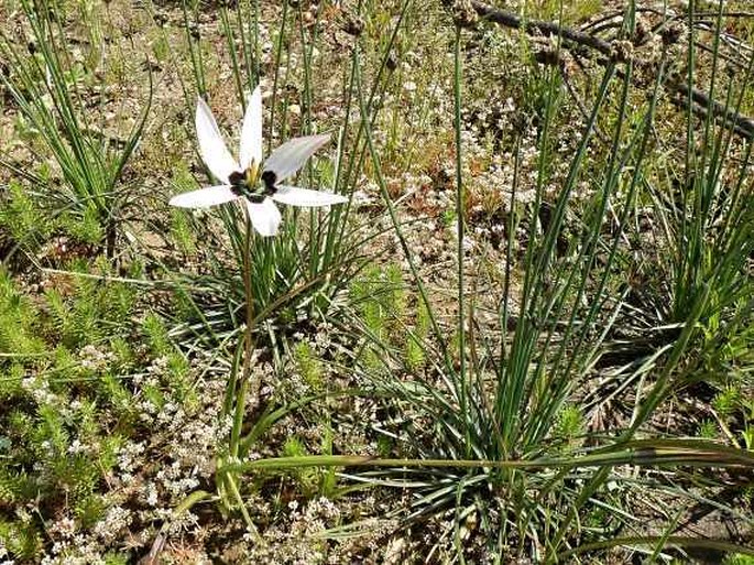 Spiloxene capensis