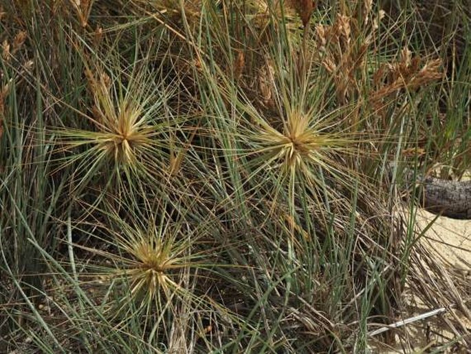 SPINIFEX SERICEUS R. Br.