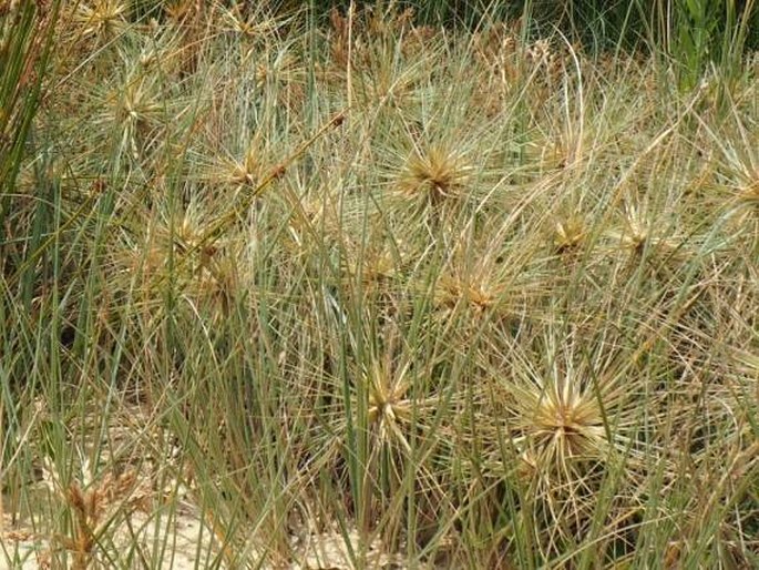 Spinifex sericeus