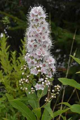 Spiraea alba