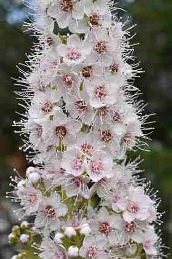 Spiraea alba