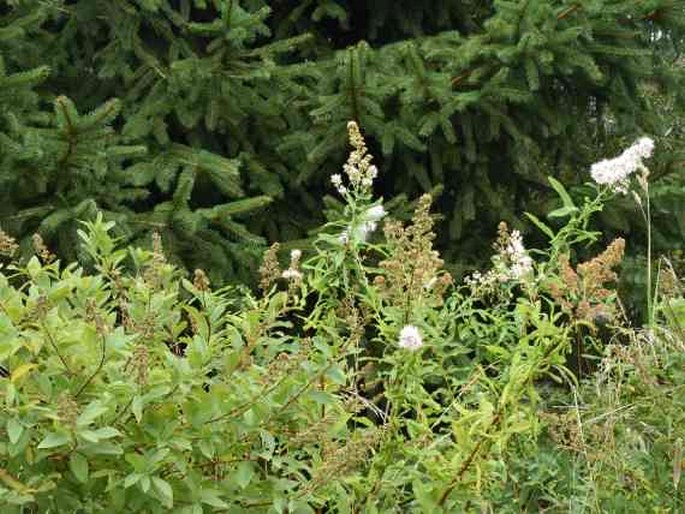 Spiraea alba