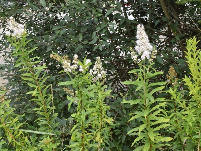 Spiraea alba