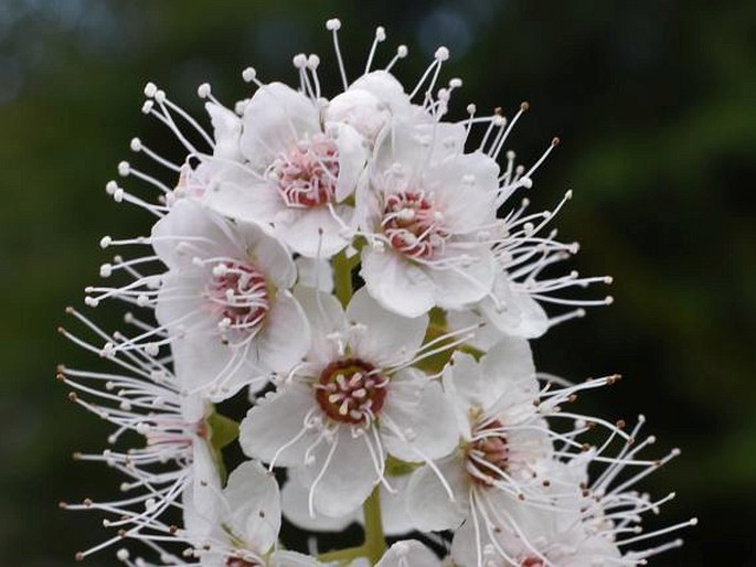 Spiraea alba