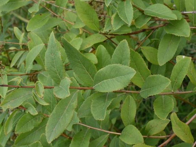 Spiraea alba