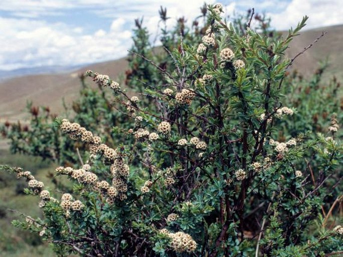 Spiraea alpina