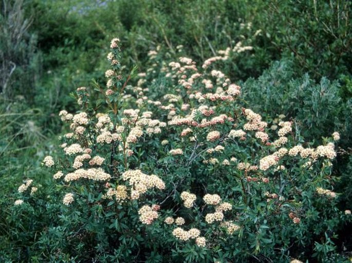 Spiraea alpina