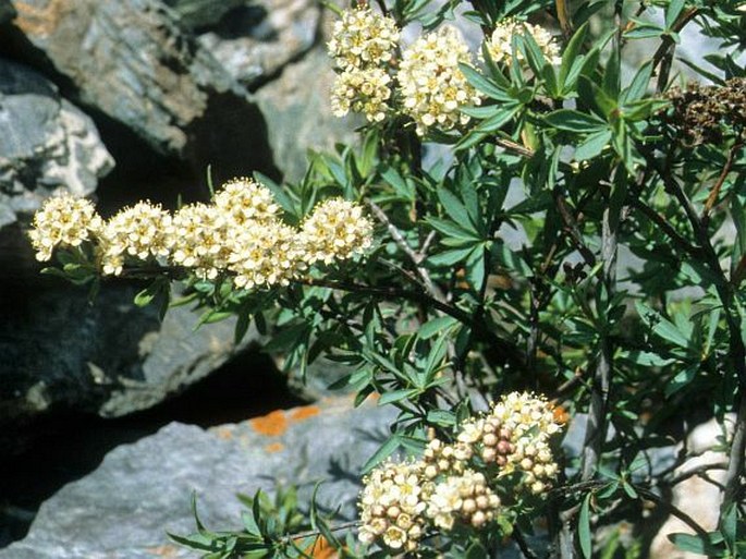 Spiraea alpina