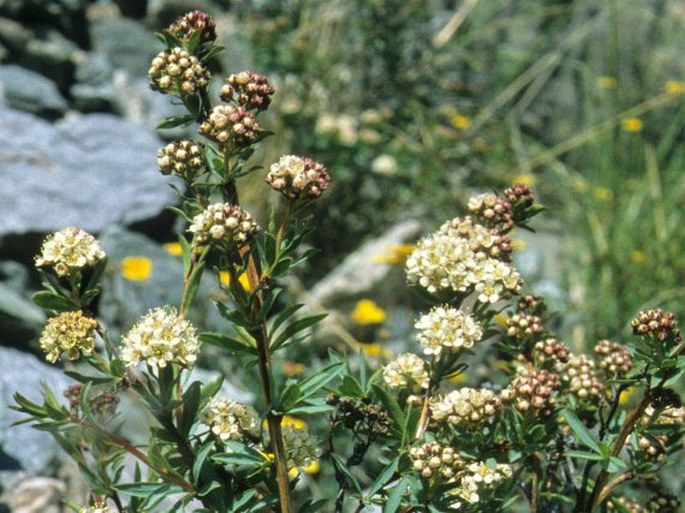 Spiraea alpina