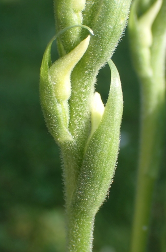 Spiranthes ochroleuca