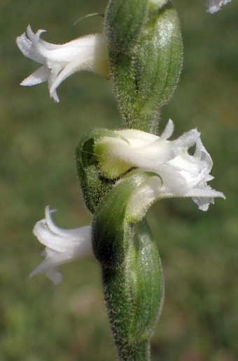 Spiranthes ochroleuca