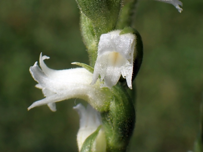 Spiranthes ochroleuca
