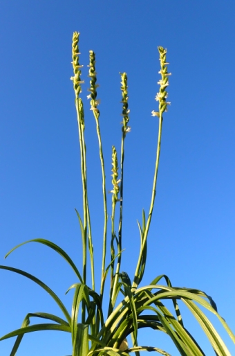 Spiranthes ochroleuca