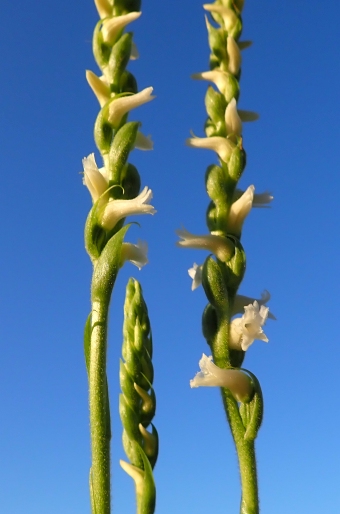 Spiranthes ochroleuca
