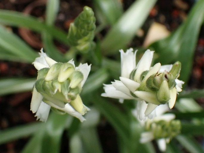 Spiranthes ochroleuca