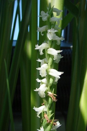 Spiranthes odorata