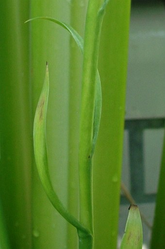 Spiranthes odorata